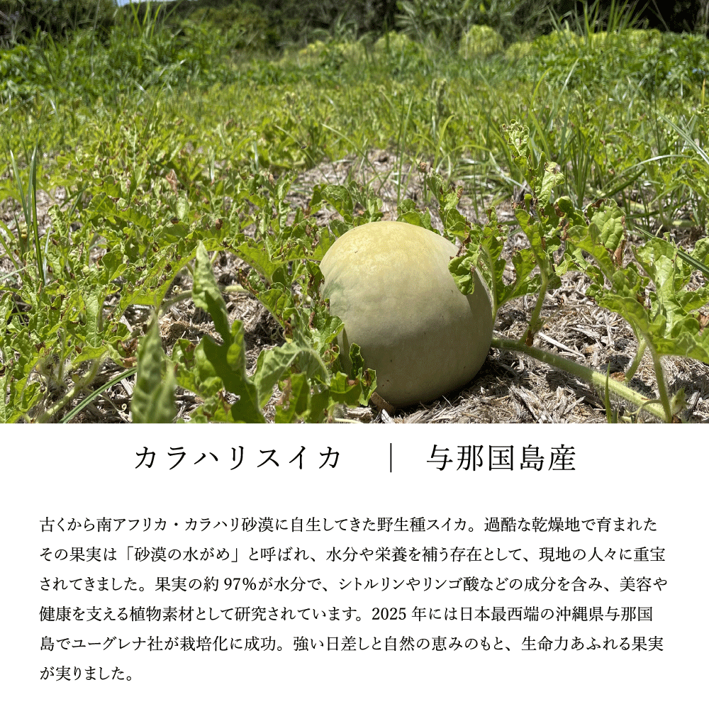 カラハリスイカ 与那国島 ピュアフロー ロゴスコーポレーション