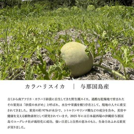 カラハリスイカ 与那国島 ピュアフロー ロゴスコーポレーション
