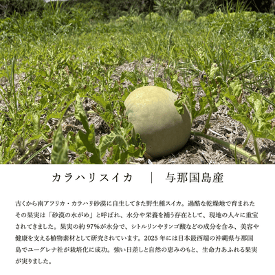 カラハリスイカ 与那国島 ピュアフロー ロゴスコーポレーション