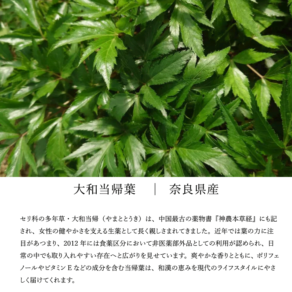 大和当帰 奈良県産 和漢 ピュアフロー